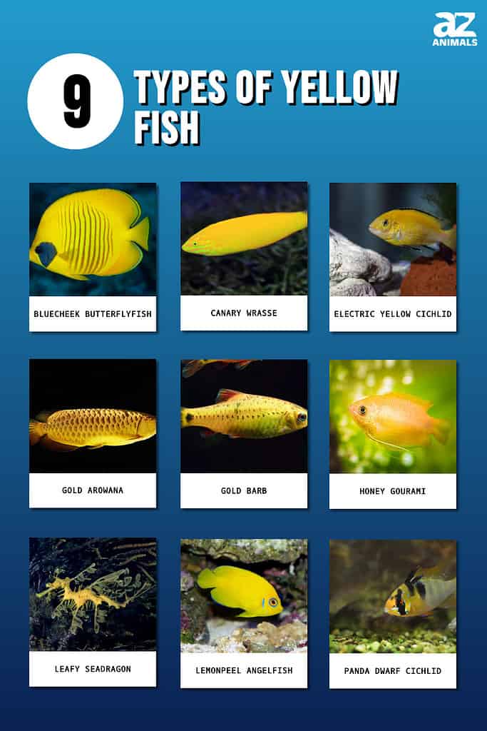 9 Types of Yellow Fish