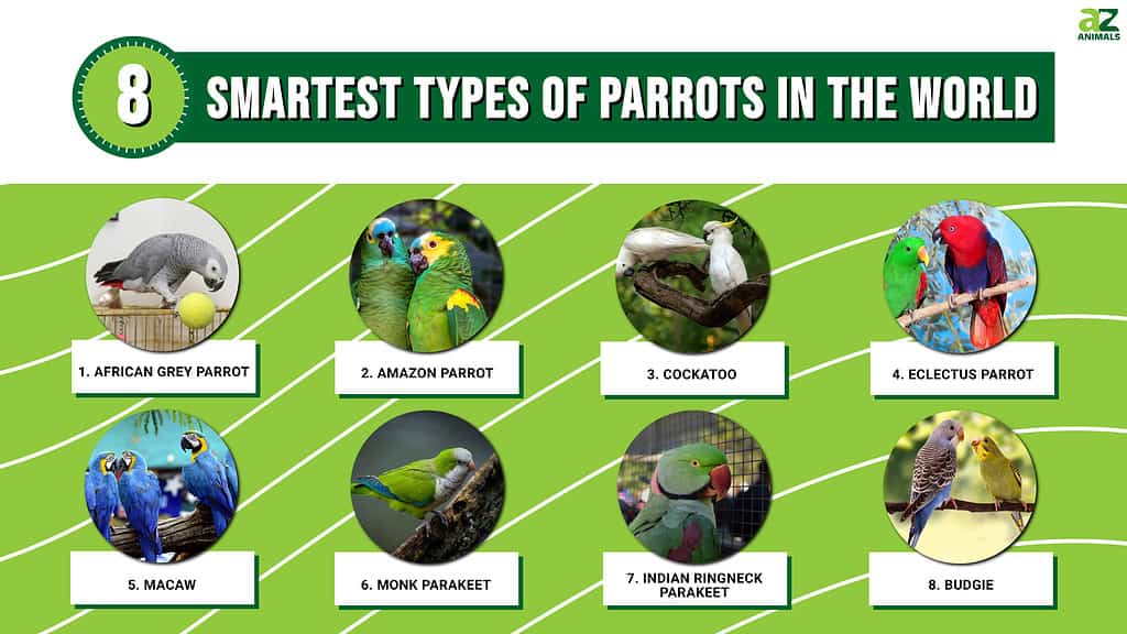 8 Smartest Types of Parrots in the World