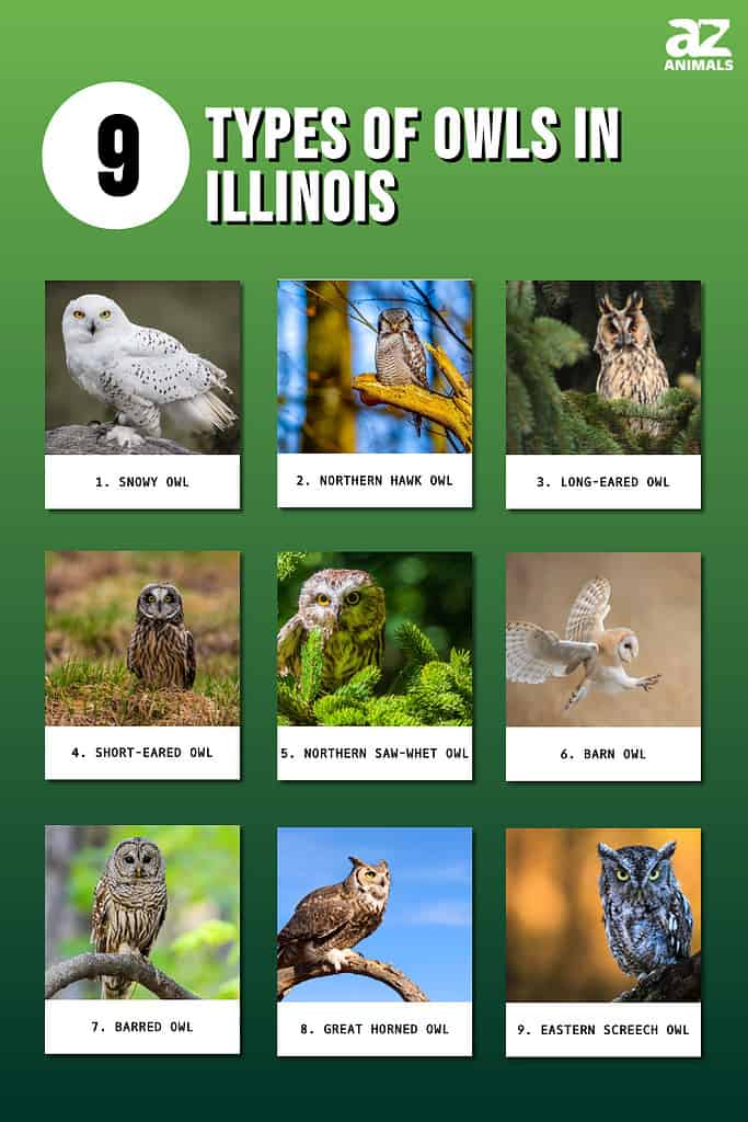 9 Types of Owls in Illinois