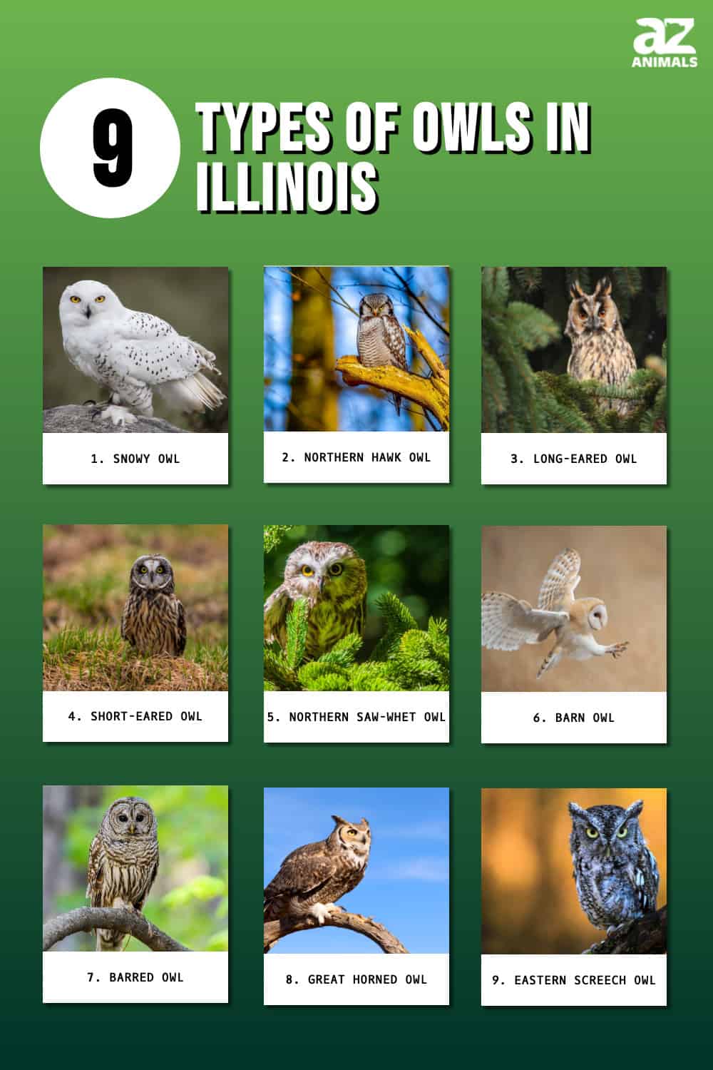 Discover 9 Types of Owls in Illinois (From Rarest to Most Common) AZ