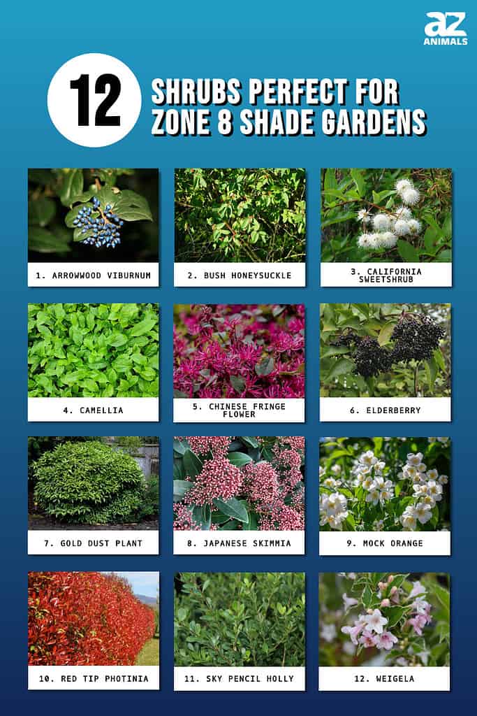 12 Shrubs Perfect for Zone 8 Shade Gardens