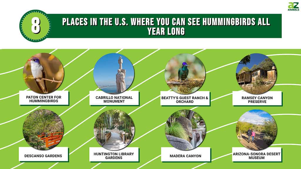 8 Places in the U.S. Where You Can See Hummingbirds All Year Long