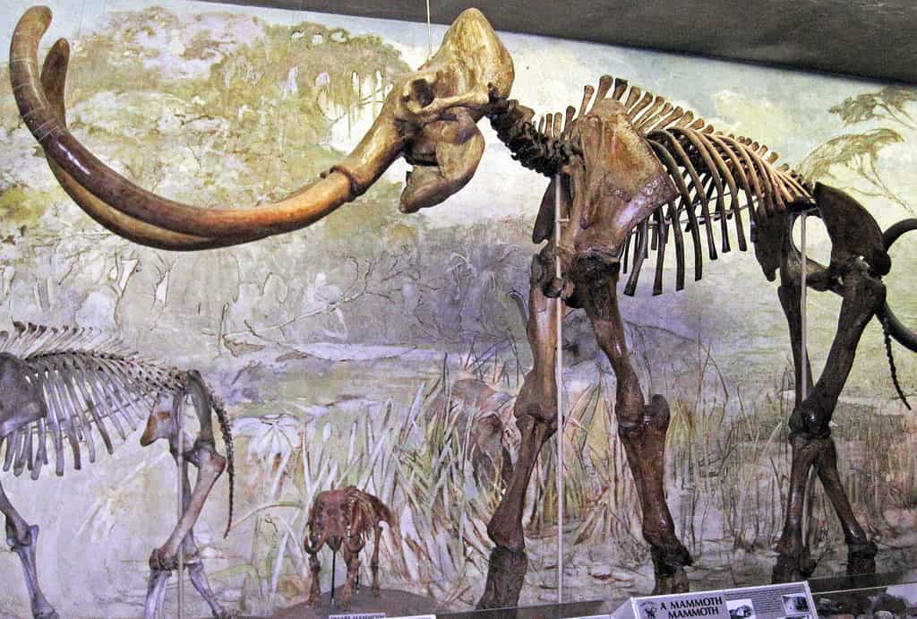 Mammuthus imperator maibeni (Barbour, 1925) - imperial mammoth skeleton from the Pleistocene of Nebraska, USA. (public display, Nebraska State Museum of Natural History, Lincoln, Nebraska, USA)Also known as Mammuthus columbi.
