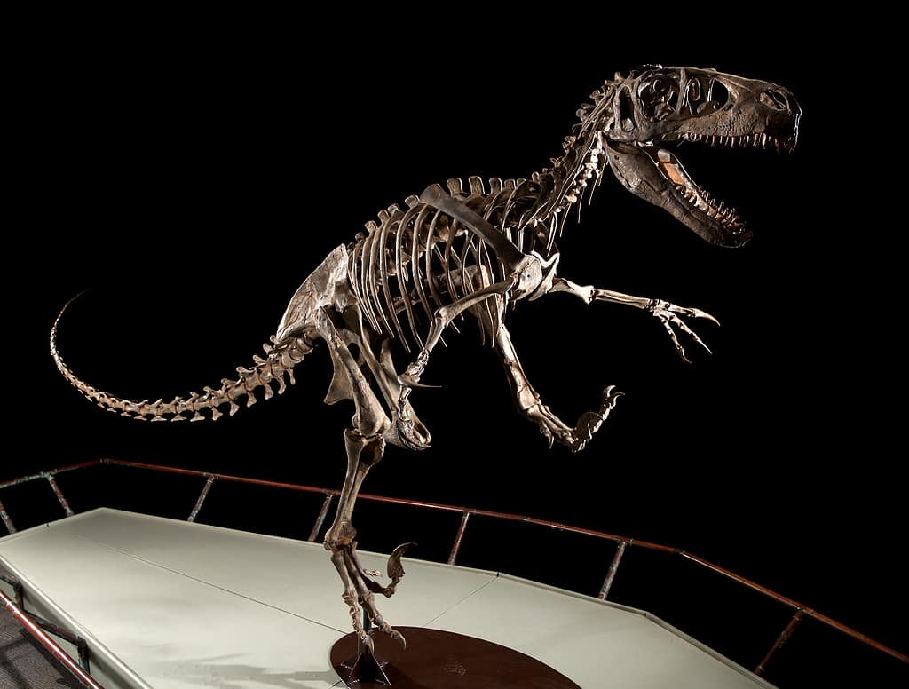 Utahraptor skeleton BYU's Museum of Paleontology displays a Utahraptor skeleton cast from bones in the BYU collection. January 26, 2018