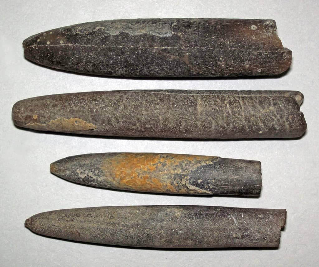 n Belemnitella americana (Morton, 1830) - fossil belemnites from the Cretaceous of New Jersey, USA.Belemnites are an extinct group of marine organisms. They were squids that had a solid, calcareous, bullet-shaped, internal skeleton called a guard.Classification: Animalia, Mollusca, Cephalopoda, Coleoidea, Belemnitida, BelemnitellidaeStratigraphy: unrecorded/undisclosed Cretaceous-aged unitLocality: unrecorded/undisclosed site in New Jersey, USA