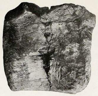 Capitalsaurus tailbone fossil archival photo