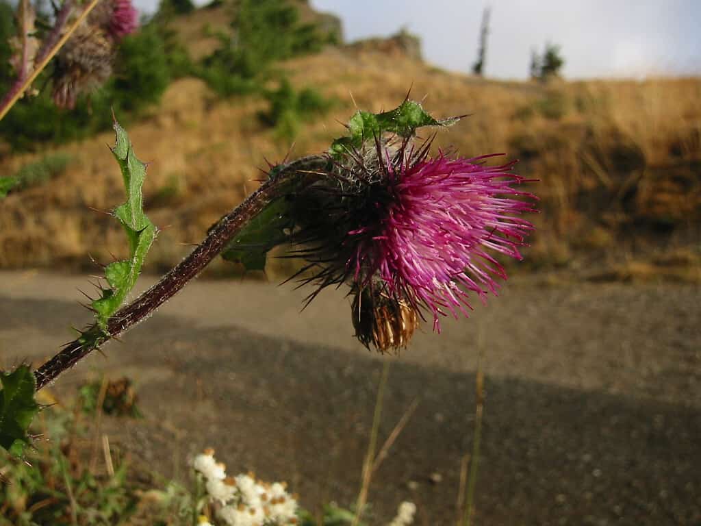 Edible Thistle flower and foliage, trail and meadow behind.