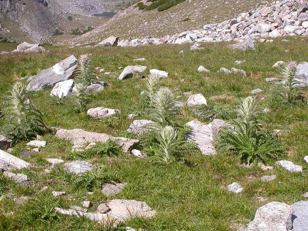 This mountain meadow inhabiting species is generally distinctive in its long copious stem and leaf hairs and inflorescences with congested white to pinkish or light purplish flowering heads that are surrounded by very long stem leaves.