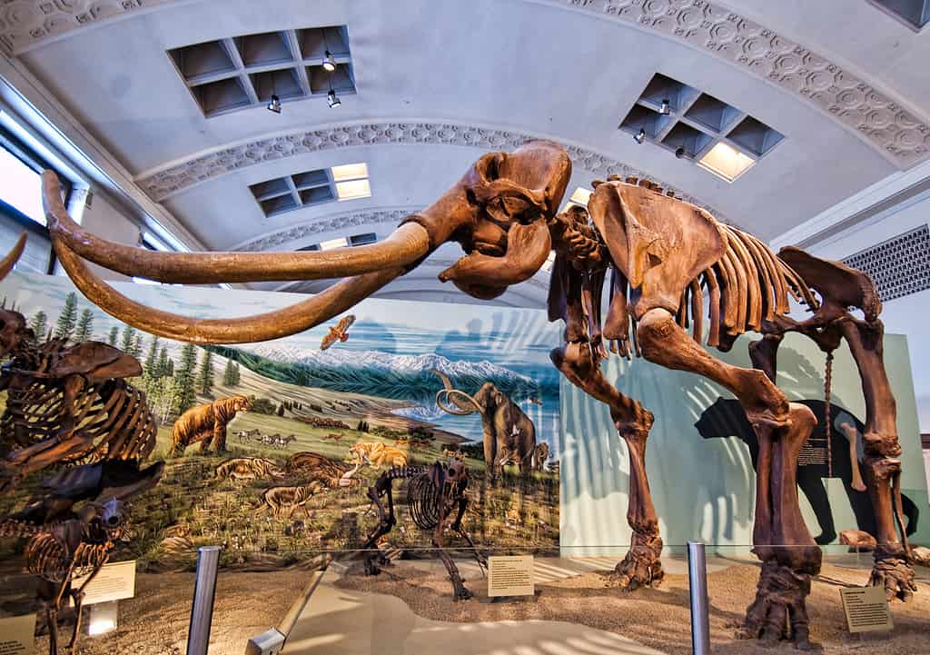 Mounted skeleton (in this instance, a cast) of a Columbian mammoth (Mammuthus columbi) in the old building of the "Utah Museum of Natural History", nowadays renamed as the "Natural History Museum of Utah" and since 2011 relocated in the Rio Tinto Center, in Salt Lake City (Utah).