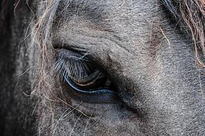 Horse's eye