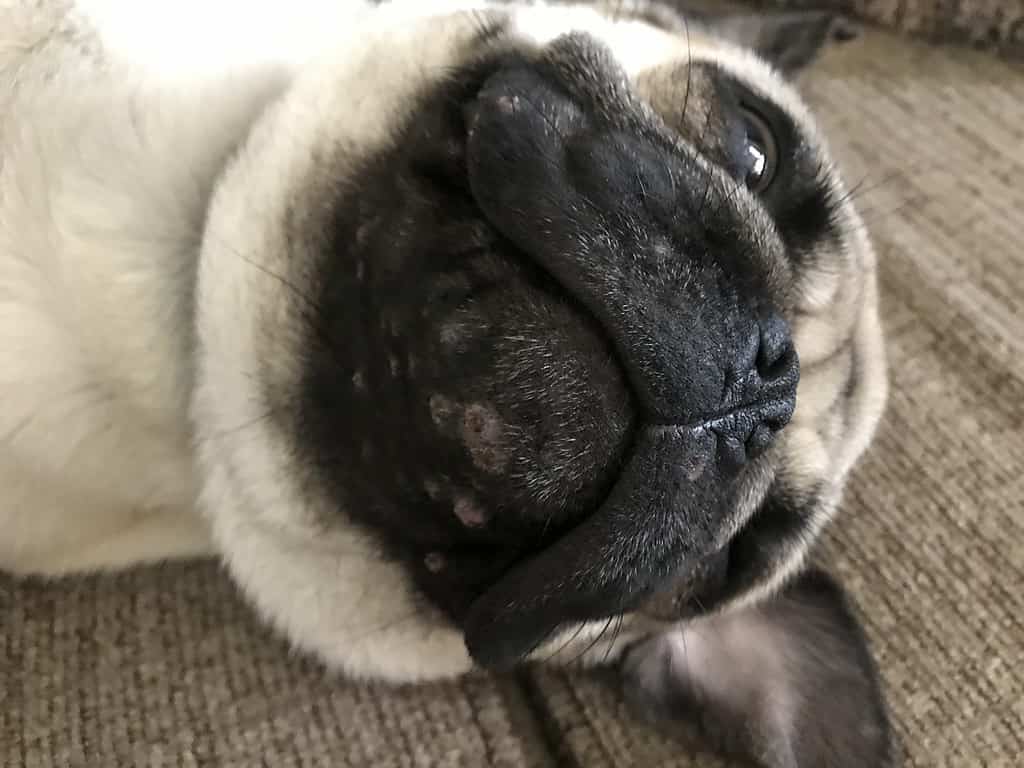 pug with acne on chin