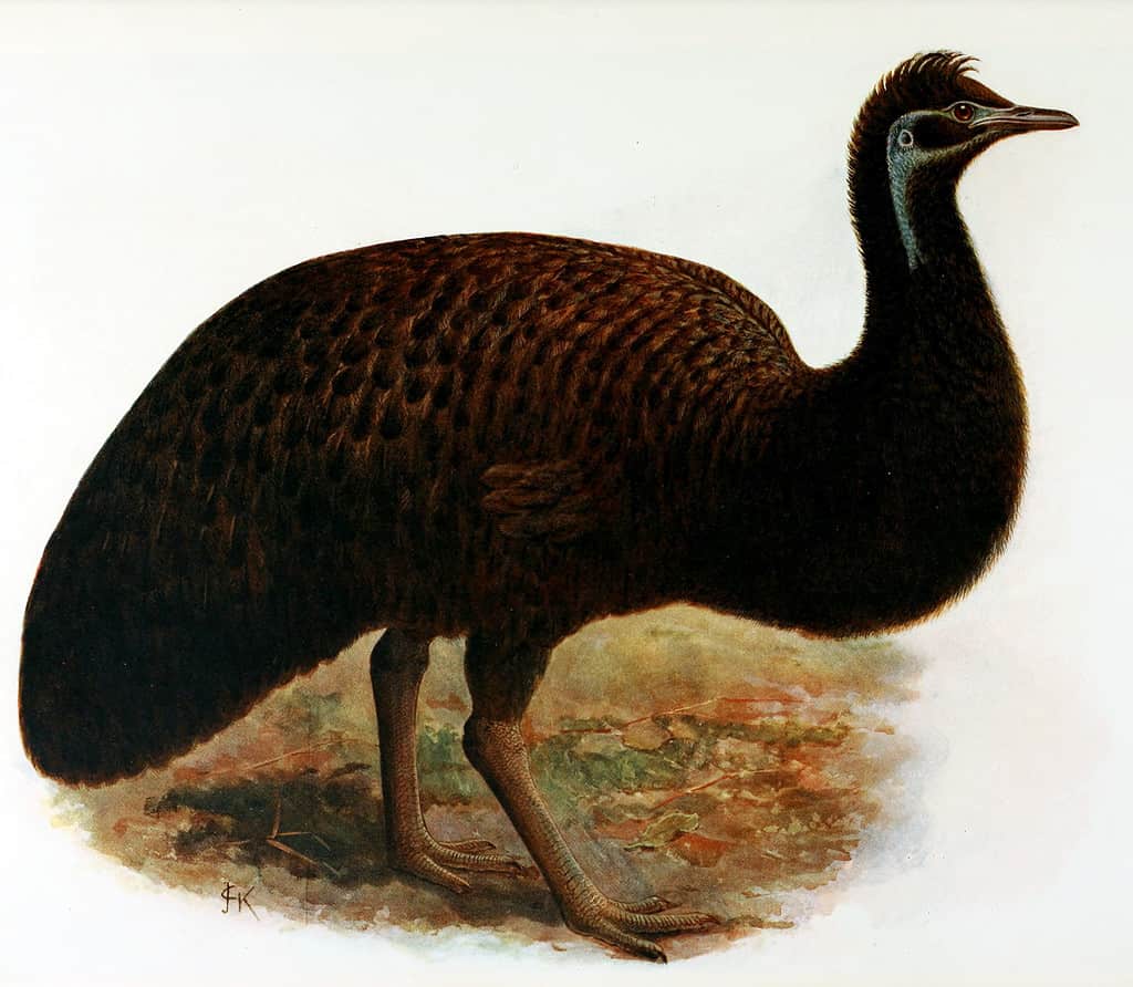 Extinct Ebird Extinct Birds Pictures With Names Five Inspiring Stories Of Critically
