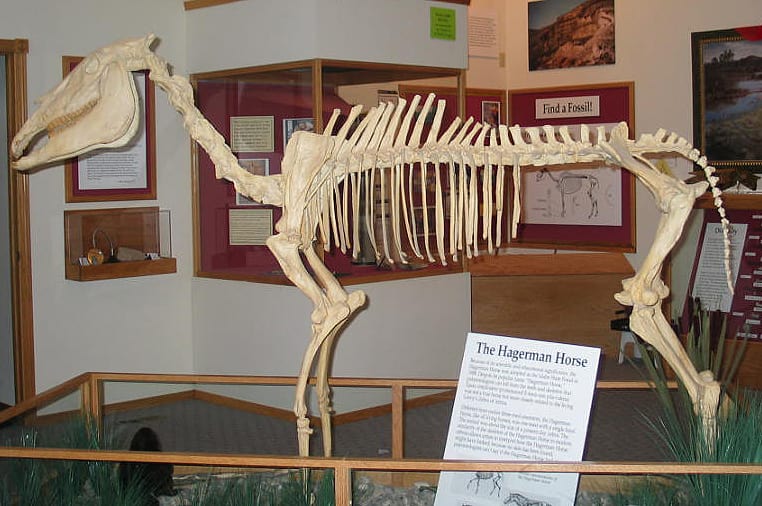 Hagerman Horse - Equus simplicidens (formerly called Plesippus shoshonensis) - mounted skeleton in the visitor center of Hagerman Fossil Beds National Monument, Idaho, USA