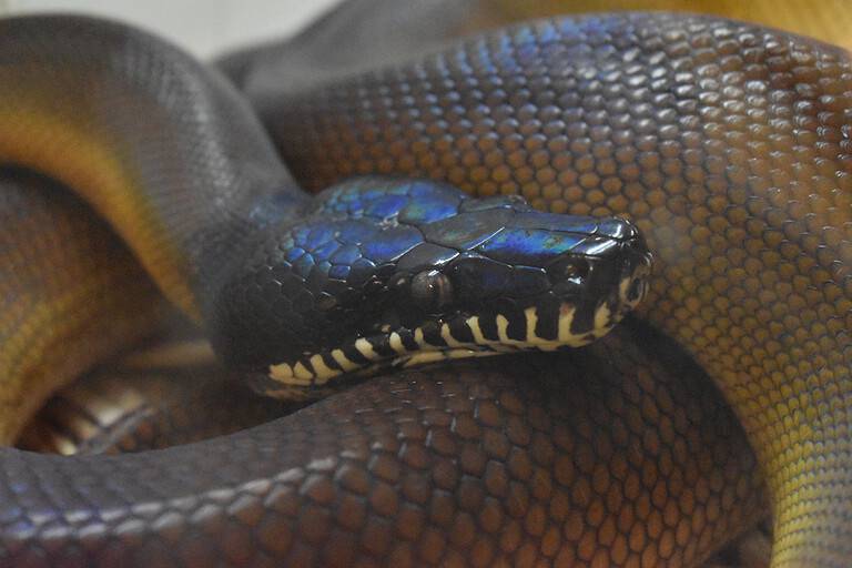 white-lipped python