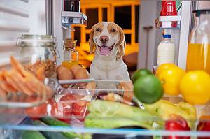 Nom Nom Dog Food Prices in 2024: What to Expect and 4 Cheaper Alternatives Picture