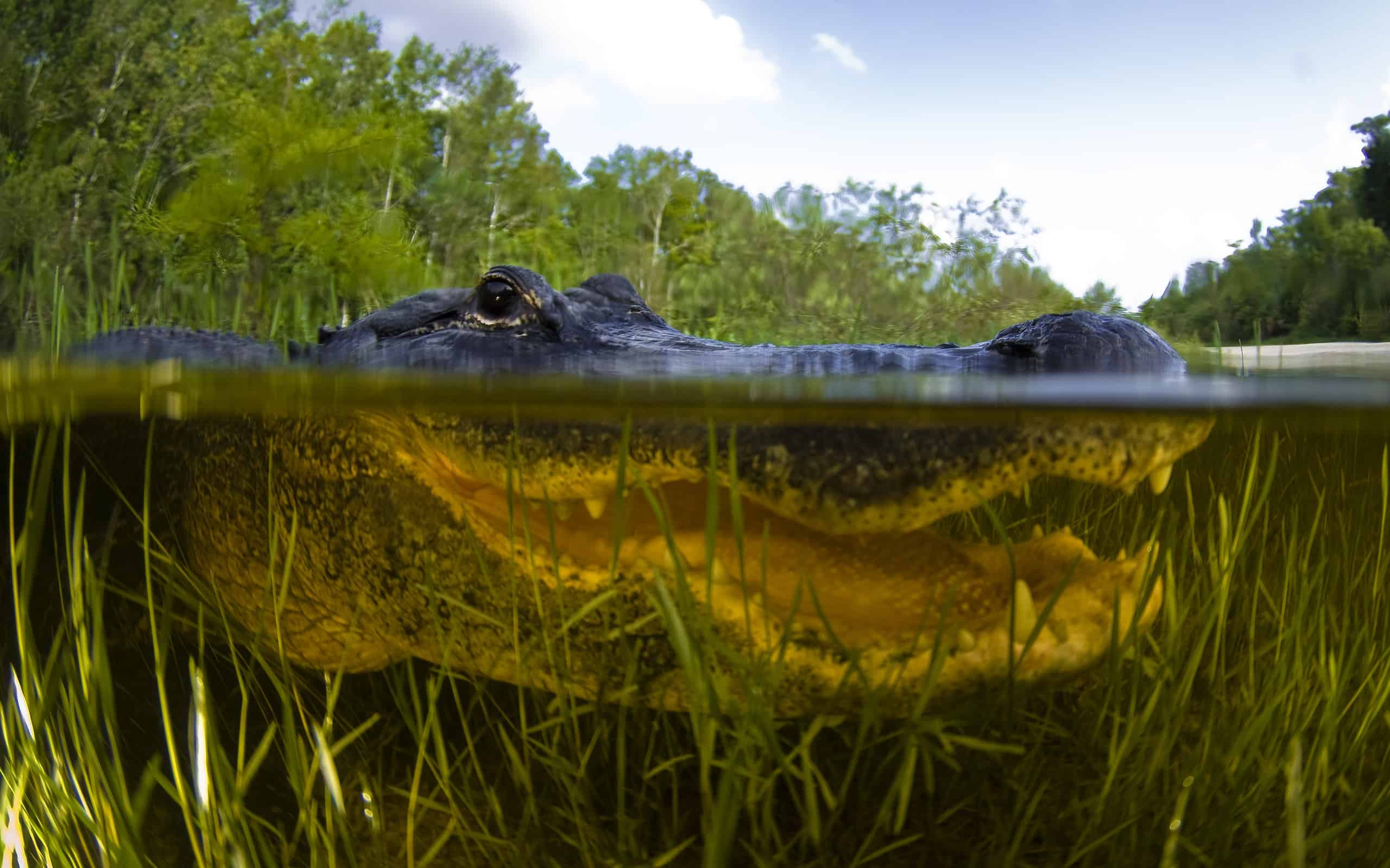 A closeup of an alligator under water