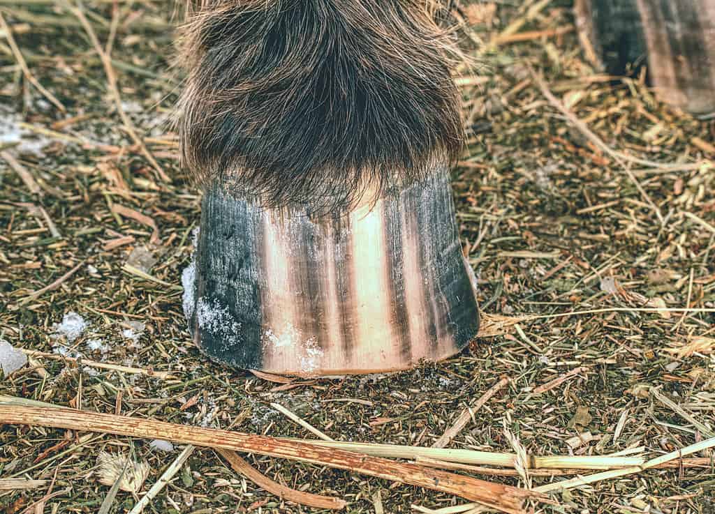The horse hoof may be striped even if markings are not visible