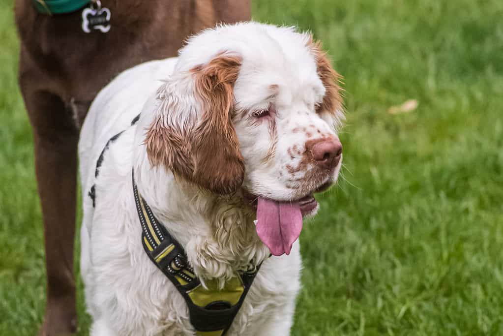 Clumber Spaniel puppy in the grass