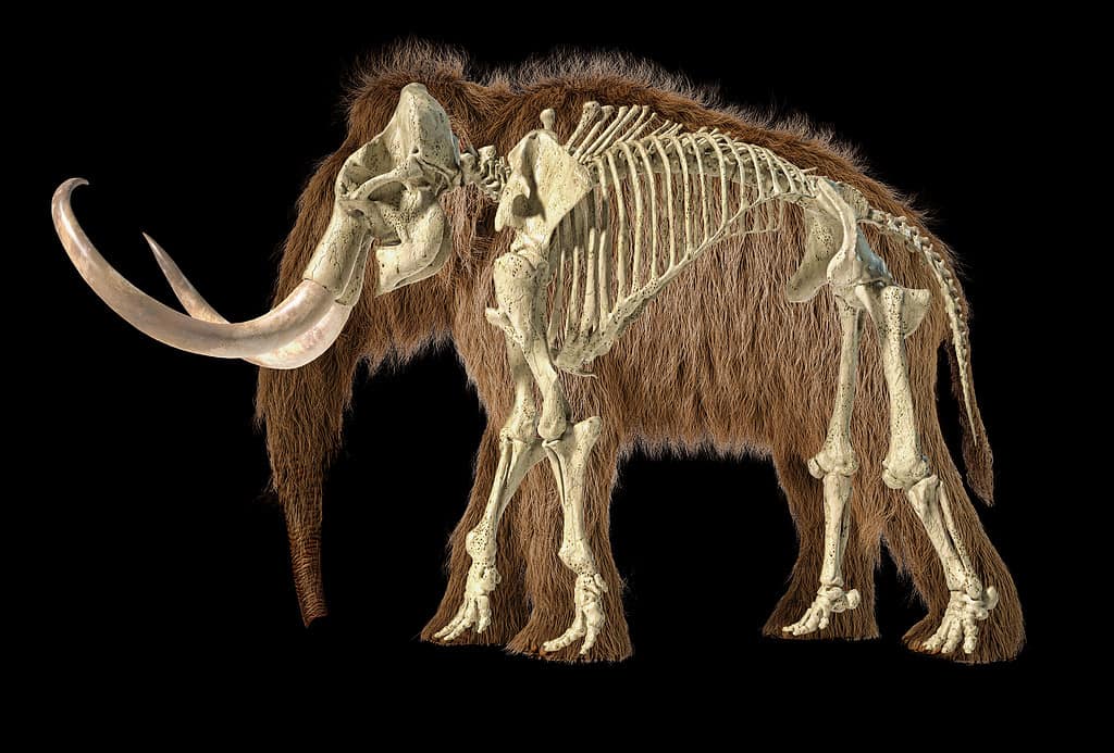 Woolly mammoth realistic 3d illustration with skeleton superimposed, viewed from a side.