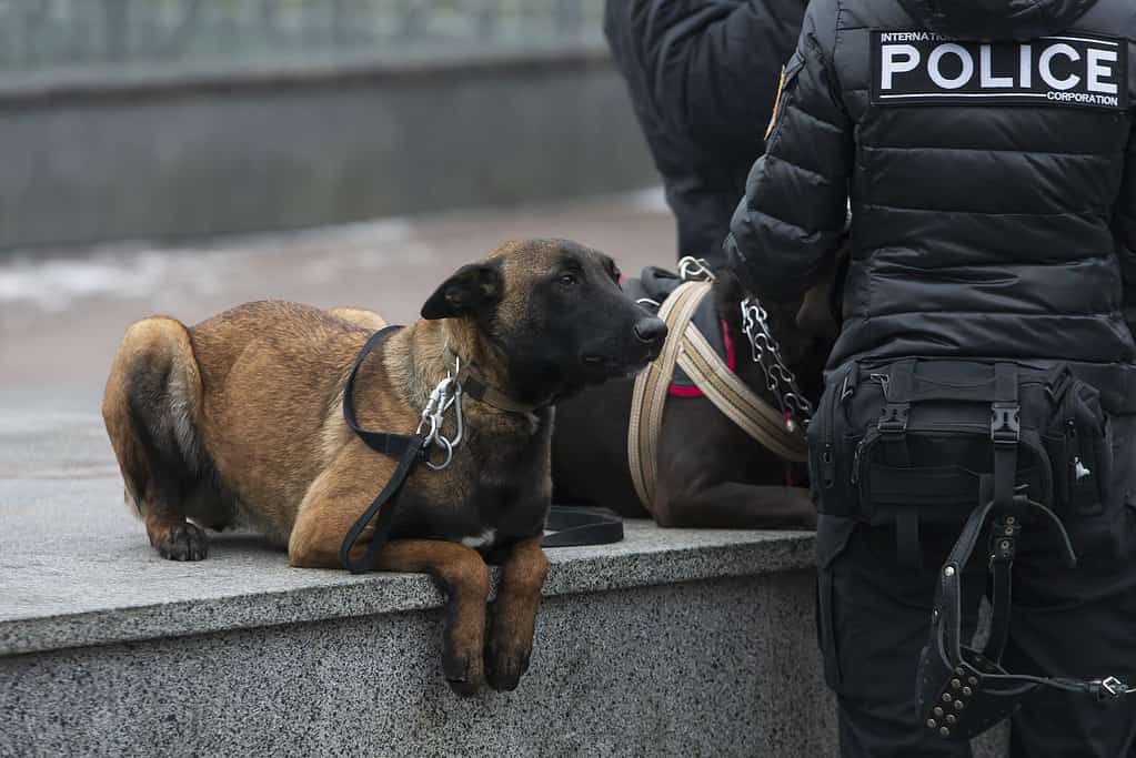 Belgian Shepherd police-dog