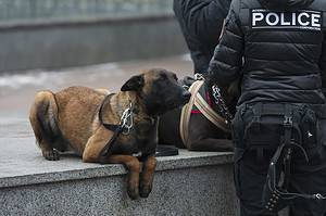 K-9 Officers: The Diverse Duties and Unwavering Loyalty of Police Dogs photo