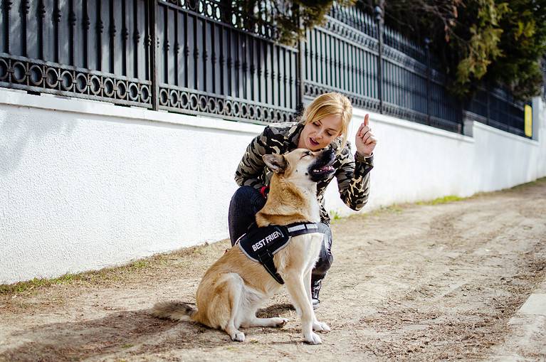 Woman training a Shepherd dog