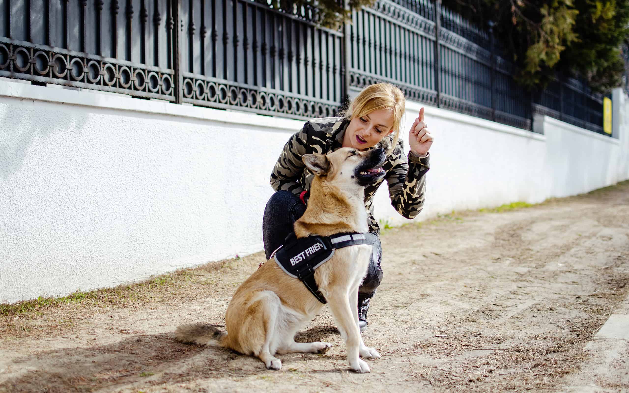 Woman training a Shepherd dog