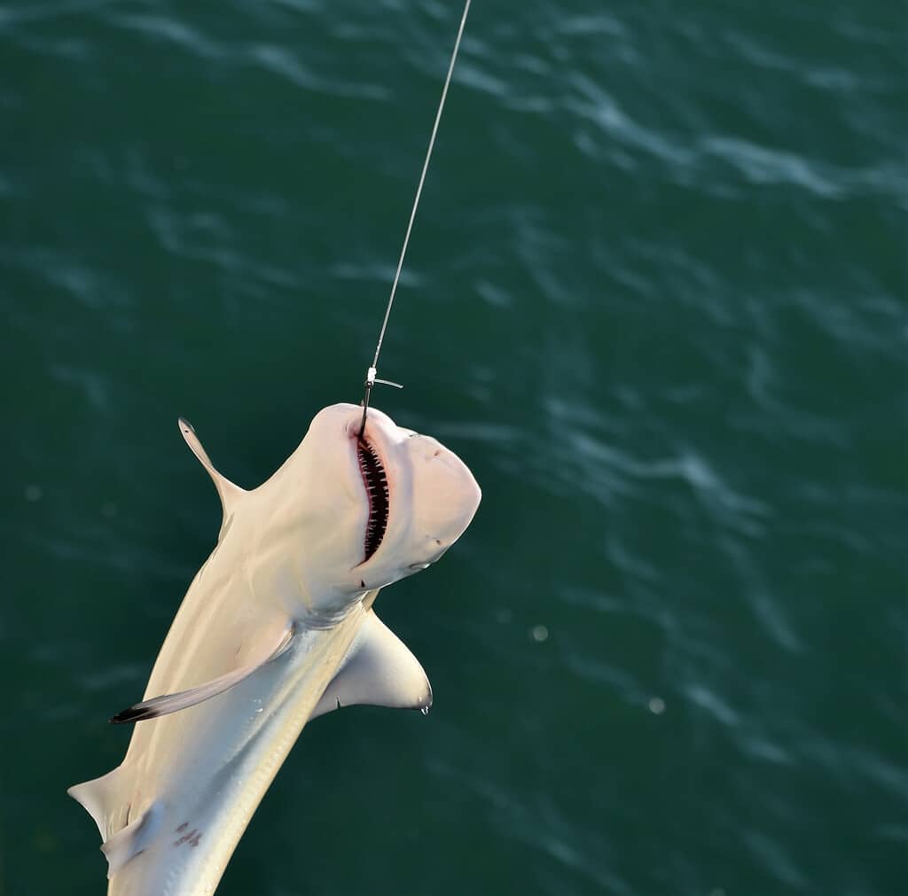 Baby Shark Caught on a line