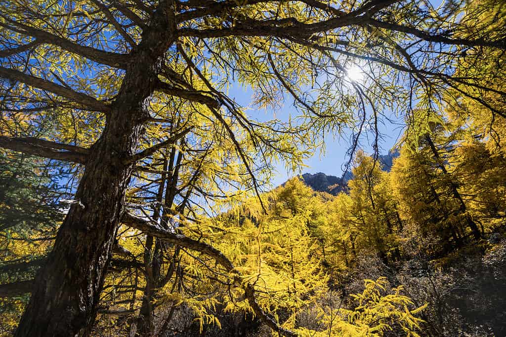 Pine Forest Nature Landscape in autumn. yellow and green pine colorful in the mountains of Yading, China