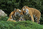 Why Are Tigers on the Brink of Extinction? - A-Z Animals