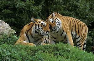 Male vs. Female Tigers: 3 Key Differences Picture