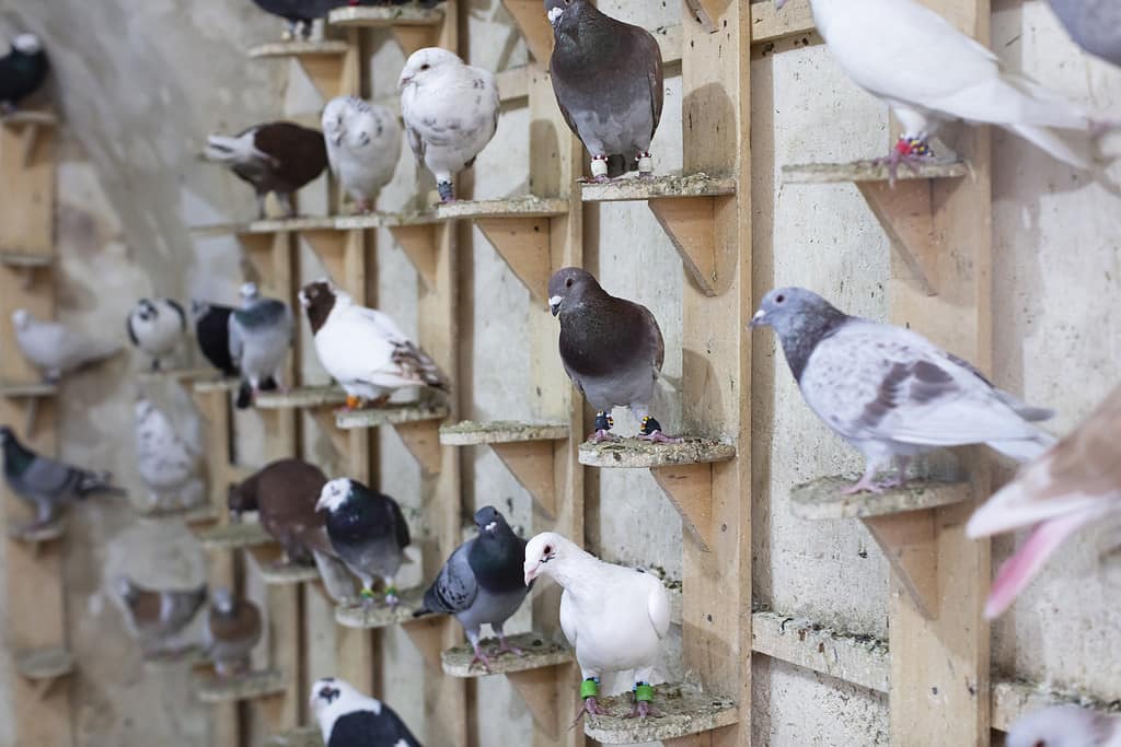 Homing Pigeons Sitting in a Dovecote