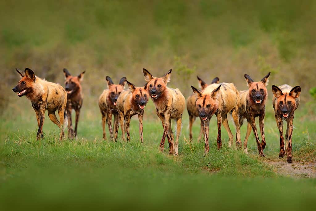 Wild dog, pack walking in the forest, Okavango detla, Botseana in Africa. Dangerous spotted animal with big ears. Hunting painted dog on African safari. Wildlife scene from nature, painted wolfs.