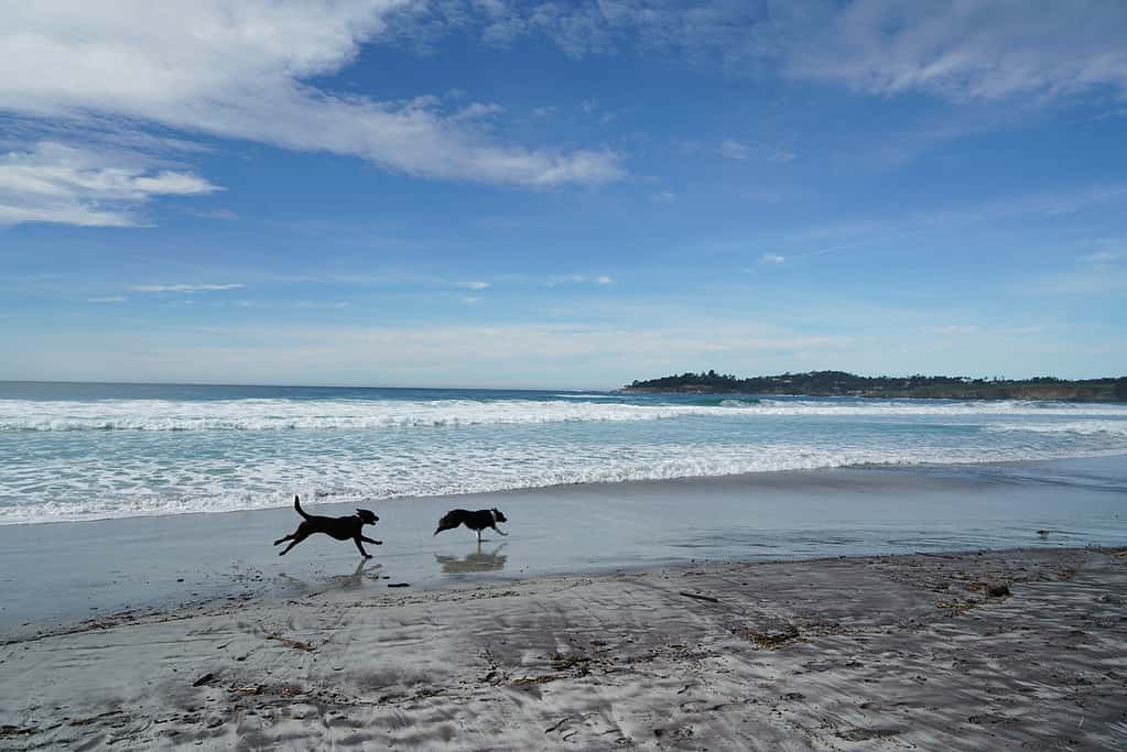 Two dogs running on the beach in Carmel, CA