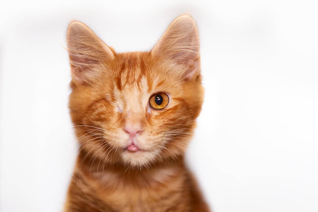 Orange tabby kitten isolated on white