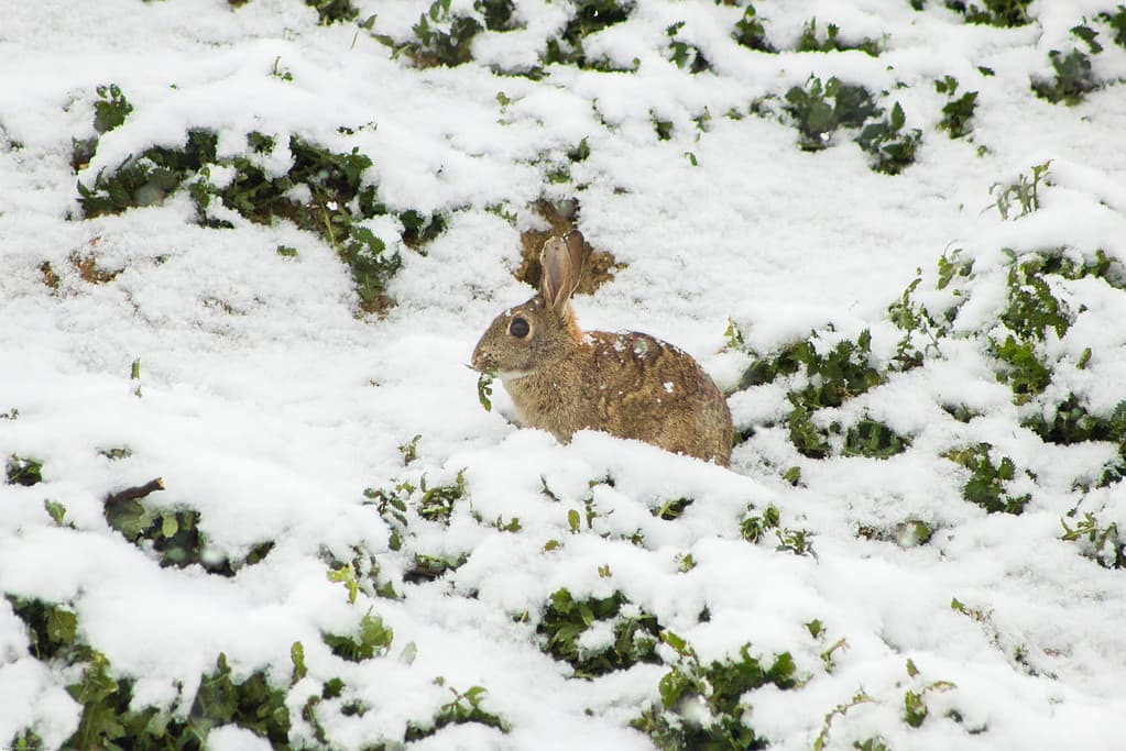 rabbit eating