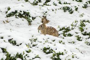 What Do Rabbits Eat in the Winter? 7 Common Foods Picture