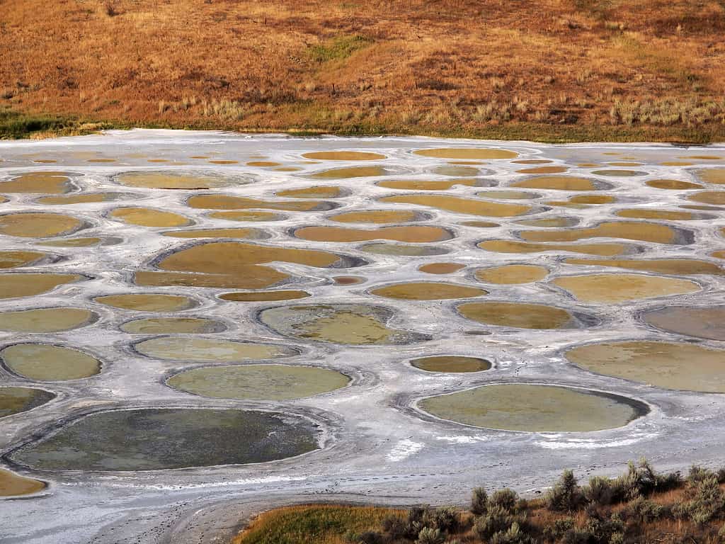 Spotted lake near Osoyoos in British Columbia Canada
