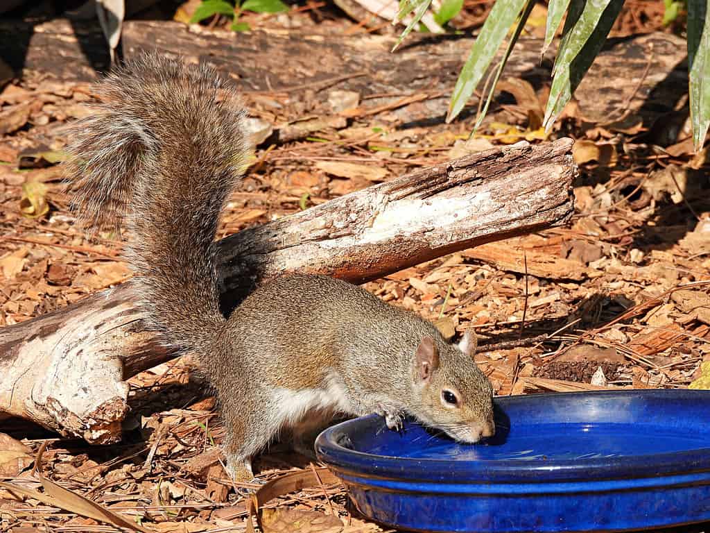 Gray Squirrel (Sciurus carolinensis) drinking water from a pottery dish