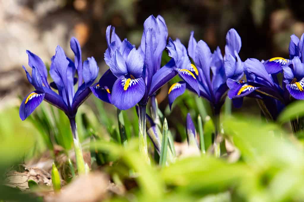 Blue netted iris in spring, also called Iris reticulata or zwerg iris