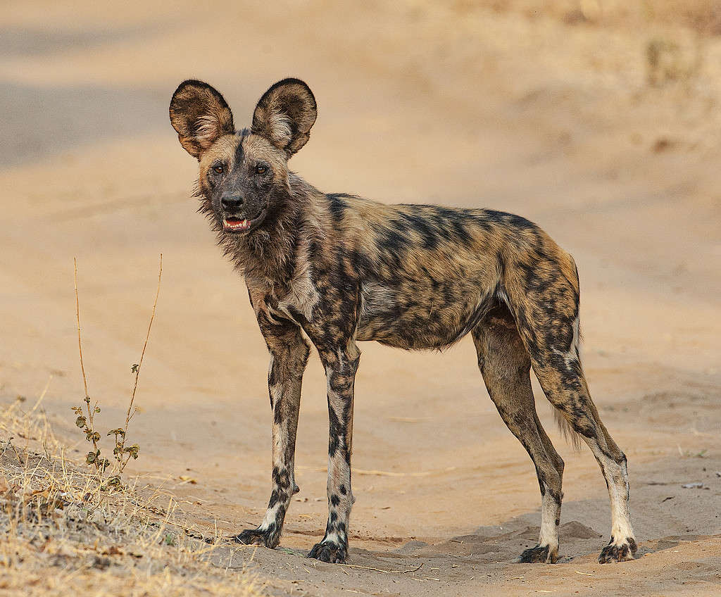 a portrait of an african hunting dog (Lycaon pictus) looking at the camera