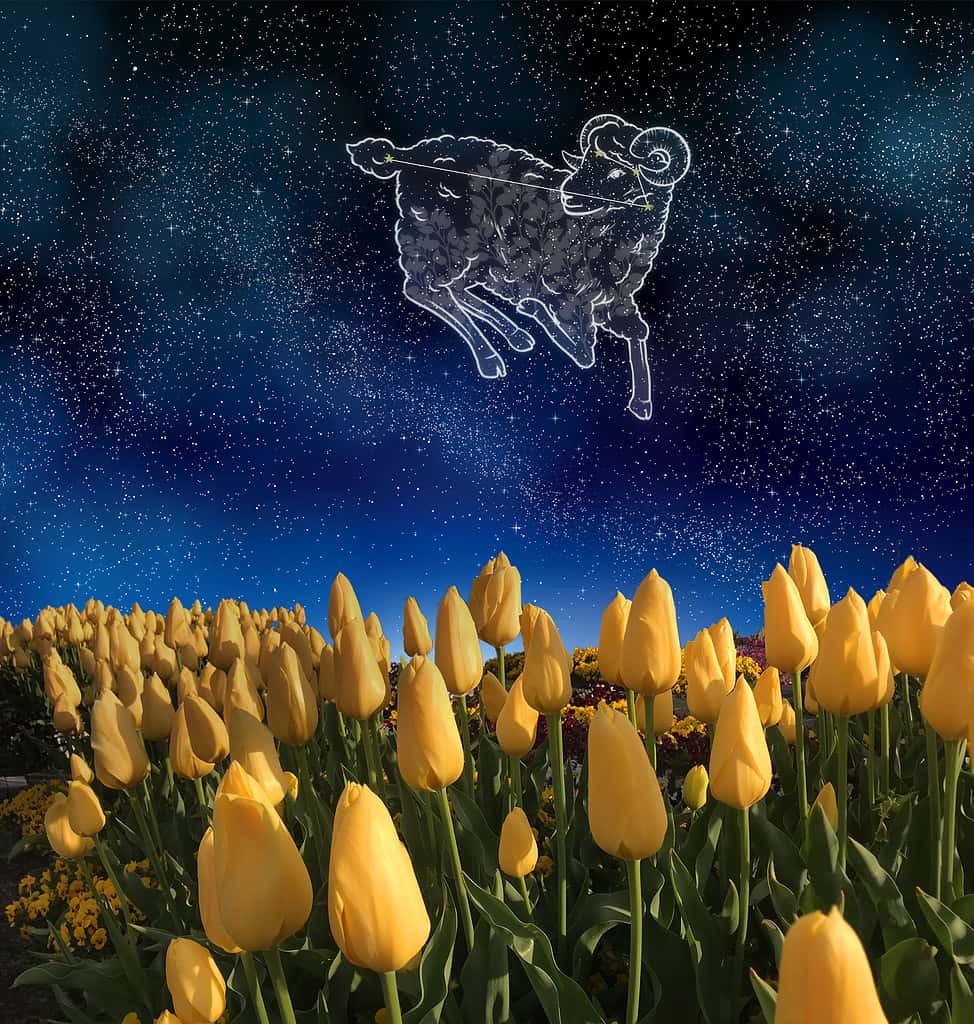 Aries and tulip field