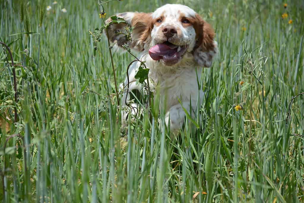 Clumber Spaniel puppies 7