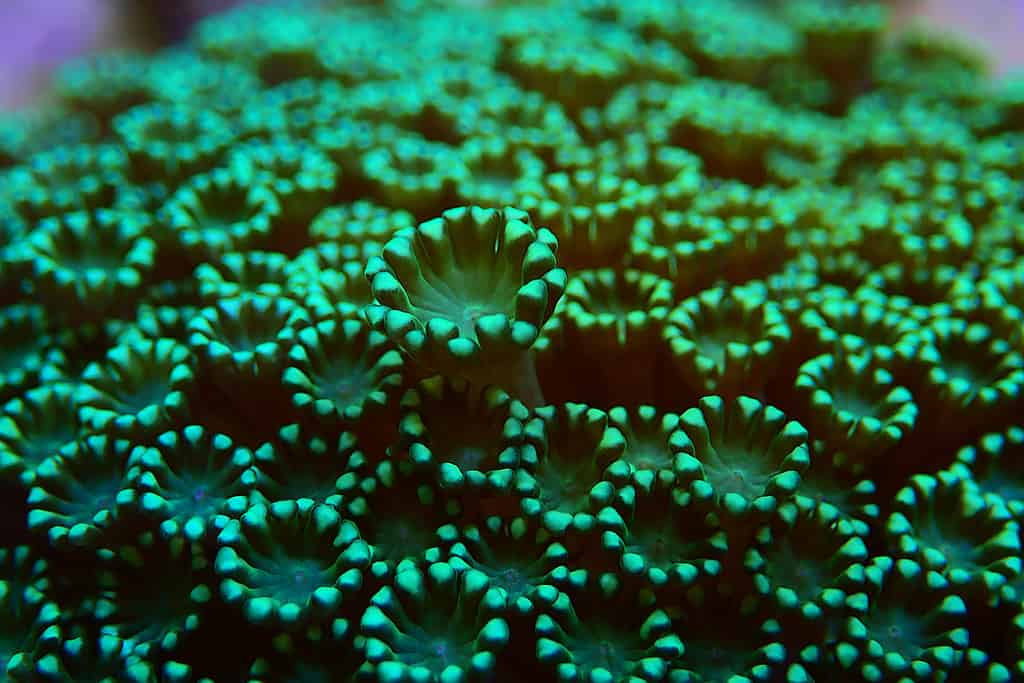 Alveopora - Daisy Flowerpot colonial LPS coral