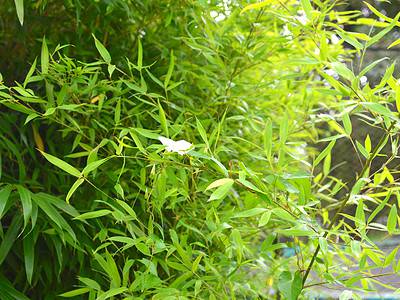 A 7 Solutions that Kill Bamboo Permanently