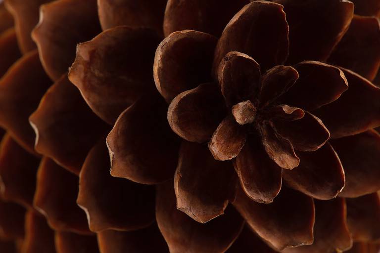 spruce cone with open scales, natural texture background
