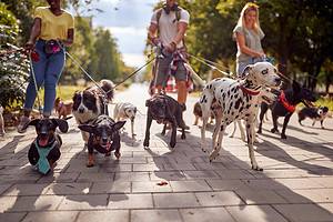 Dog Walker Prices in 2024: How Much You Should Expect to Pay Picture