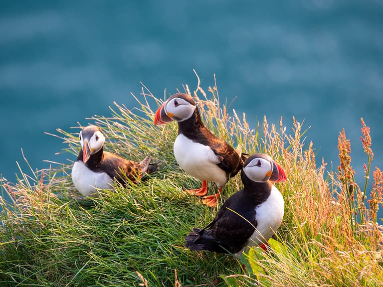 portrait view of Puffins birds with orange beaks at sunset. Latrabjarg cliffWestfjordsIceland.