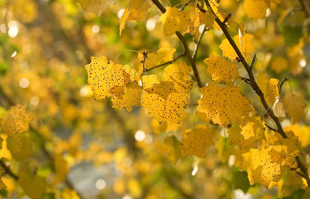 Autumn background. Yellow aspen leaves at sunny day