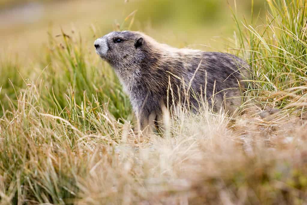 Olympic Marmot (Marmota olympus) among mountain grasses